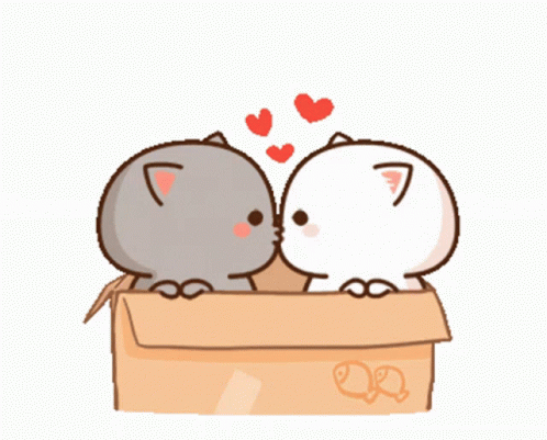 😽😽